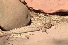 Aspidoscelis sonorae