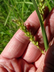 Carex hyalinolepis