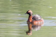Podiceps auritus