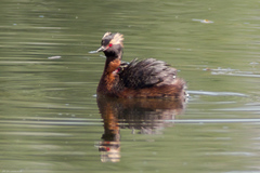 Podiceps auritus