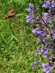 Hemaris aethra