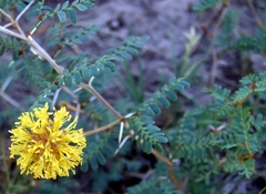 Prosopis strombulifera
