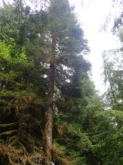 Abies amabilis