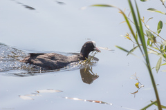 Fulica atra