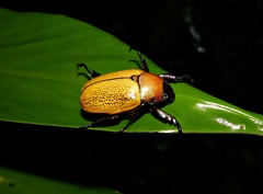 Pelidnota sordida