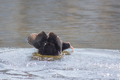 Fulica atra