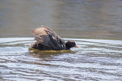 Fulica atra
