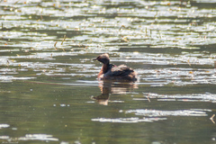 Podiceps auritus