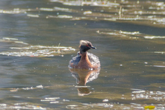 Podiceps auritus
