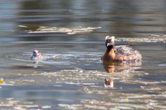 Podiceps auritus