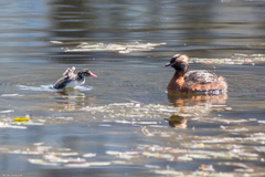 Podiceps auritus