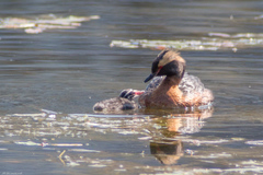 Podiceps auritus