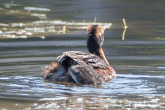 Podiceps auritus