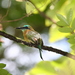Keel-billed Motmot - Photo (c) Dominic Sherony, some rights reserved (CC BY-SA)