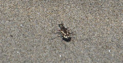 Cicindela bellissima