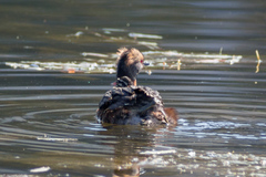 Podiceps auritus