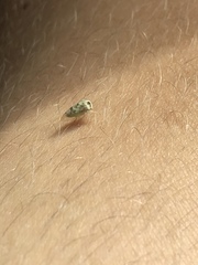 Cyrtolobus maculifrontis