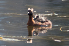 Podiceps auritus