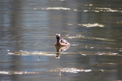 Podiceps auritus