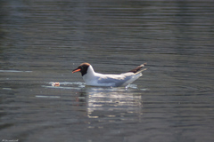 Chroicocephalus ridibundus