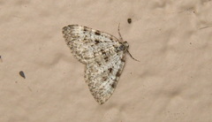 Perizoma curvilinea