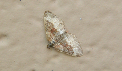 Xanthorhoe defensaria