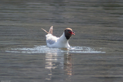 Chroicocephalus ridibundus