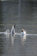 Chroicocephalus ridibundus