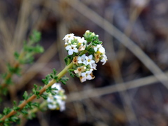 Acantholippia seriphioides