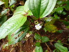 Tristemma akeassii