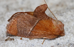Apoda latomia