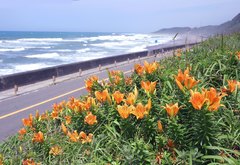 Lilium maculatum