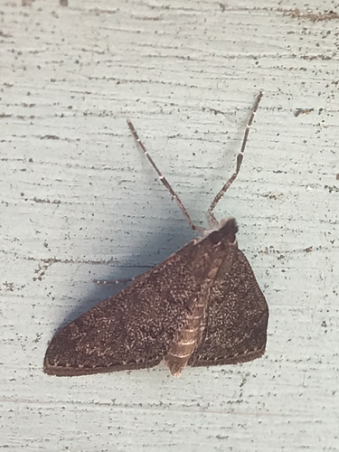 Dusky Saucrobotys Moth photo 3