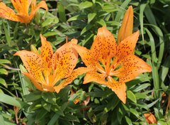 Lilium maculatum
