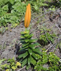 Lilium maculatum