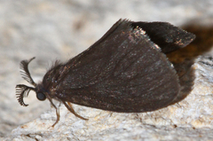Cryptothelea nigrita