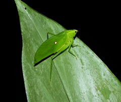 Phylloptera jaci