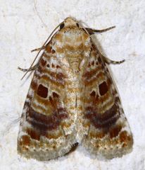 Diastema tigris