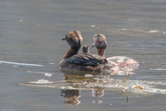 Podiceps auritus
