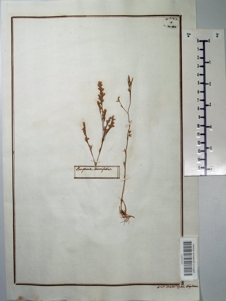 Bufonia tenuifolia