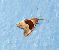 Cobubatha hippotes