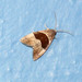 Cobubatha hippotes - Photo (c) mamole,  זכויות יוצרים חלקיות (CC BY-NC), הועלה על ידי mamole