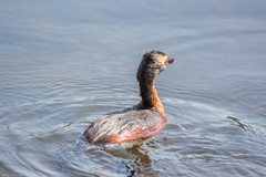 Podiceps auritus