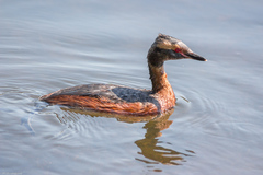 Podiceps auritus