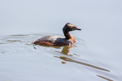 Podiceps auritus