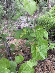 Vitis arizonica