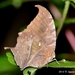 Black-veined Leafwing - Photo (c) Ignacio A. Rodríguez, some rights reserved (CC BY-NC-ND), uploaded by Ignacio A. Rodríguez