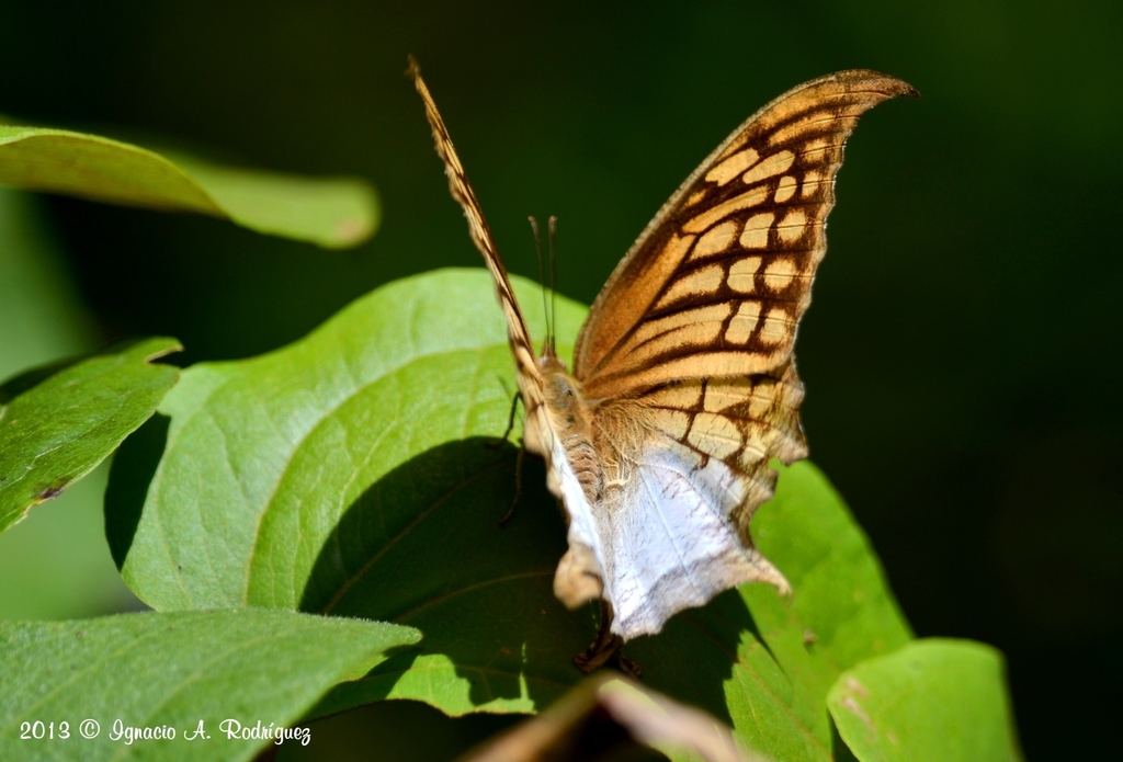 Black-veined Leafwing