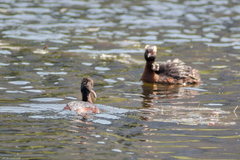 Podiceps auritus