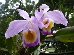 Cattleya wallisii